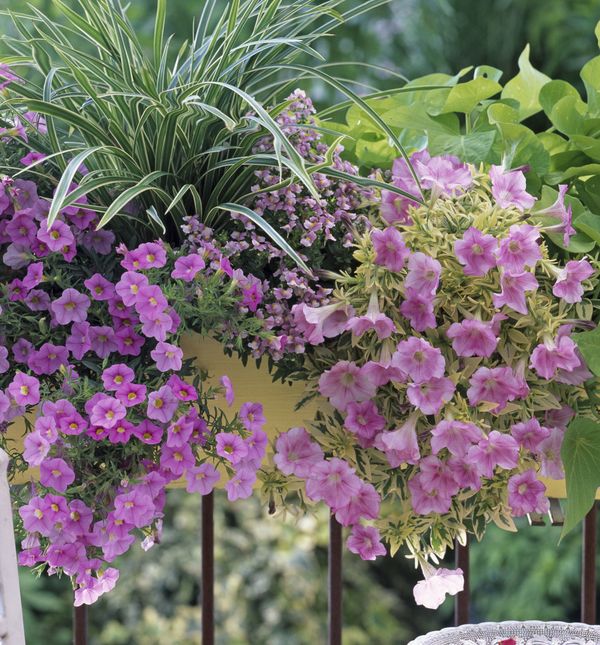 Minijaturne surfinije vole sunce i redovito zalijevanje, ali bez zadržavanja vode u tegli