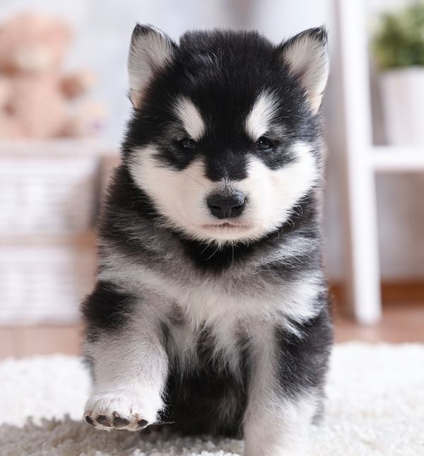 Aljaški malamut izrazito je privržen obitelji i voli sudjelovati u svim aktivnostima