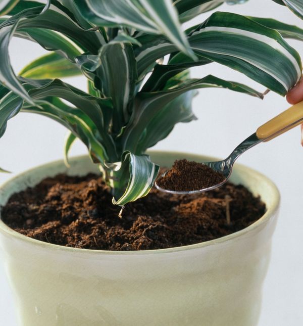 Kava nije dobro rješenje za neke biljke