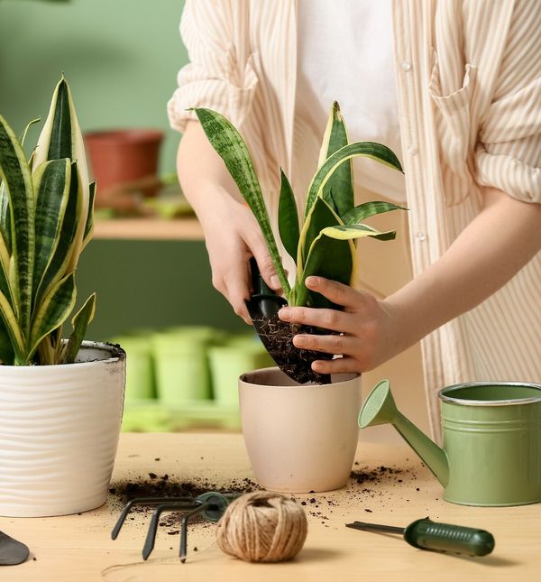 Presađivanje je zapravo jednostavan ritual