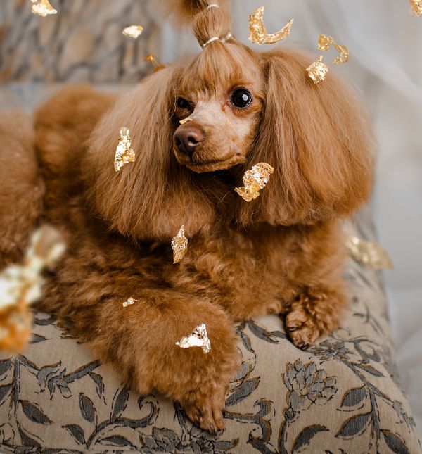 Dubai Luxe tretman jedinstveni je premium spa ritual za pse