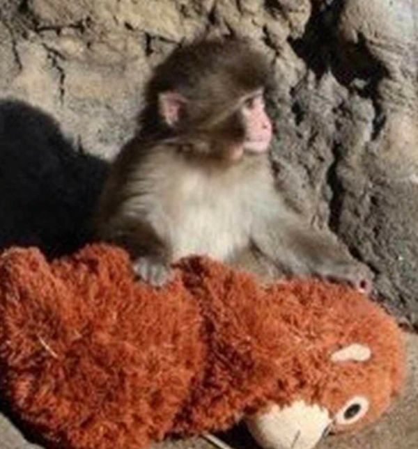 Majmunčić Punch-kun ne odvaja se od svoje plišane igračke majmuna