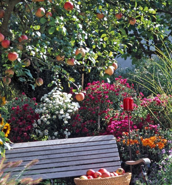 Uz dobre savjete, stablo će biti puno plodova