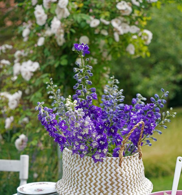 Kokotić je cvijet 2026. godine