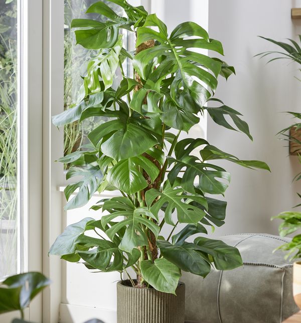 Monstera deliciosa prostoru daje egzotičan, urban dojam džungle i odlično se uklapa u minimalističke, ali i boho interijere