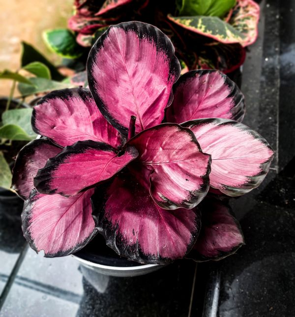 Ružičasta kalateja vrlo je dekorativna biljka