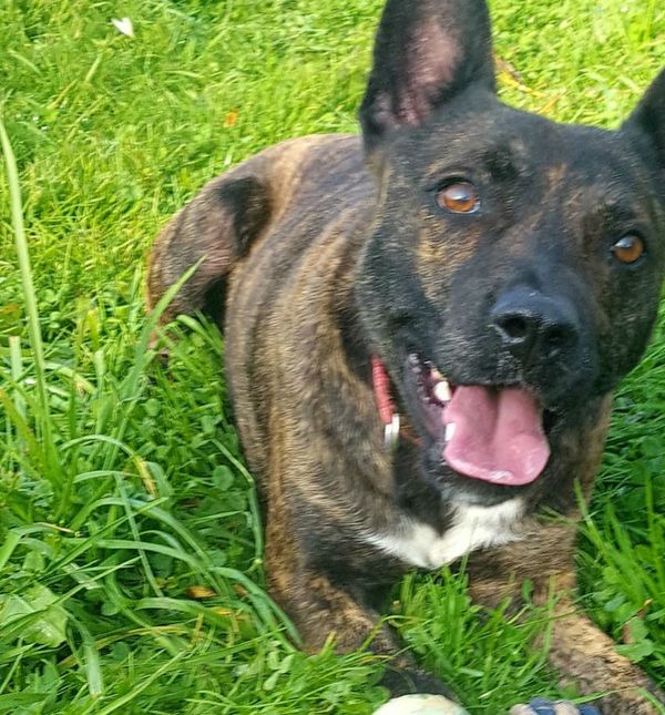 Neodoljivi zvrk Prossi iz azila Dumovec traži dom