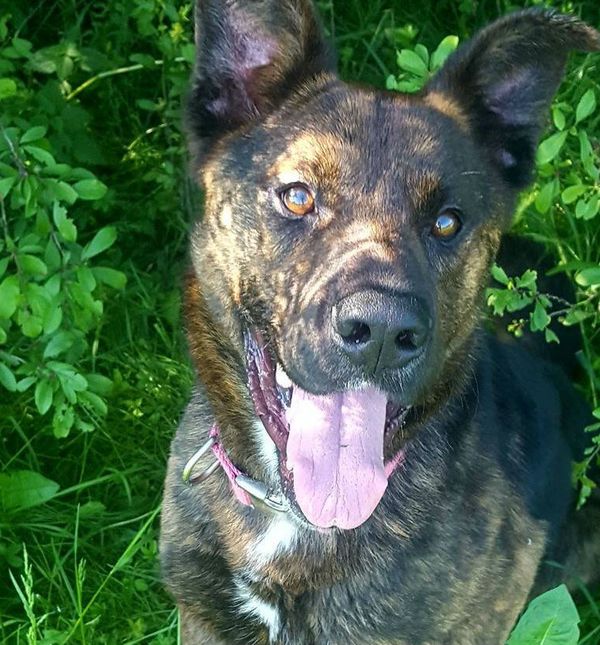 Mladi križani ovčar Barry iz skloništa Dumovec traži dom