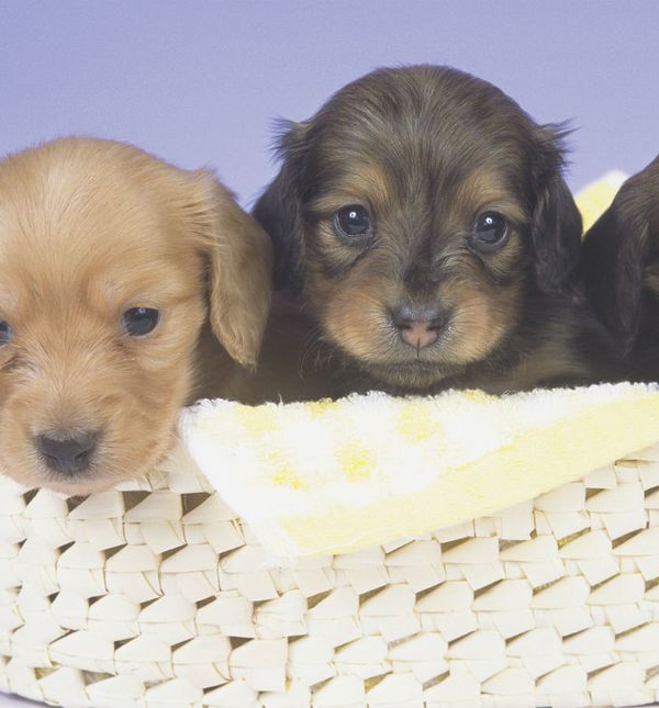 Svaki vlasnik psa trebao bi svom kućnom ljubimcu pružiti puno ljubavi