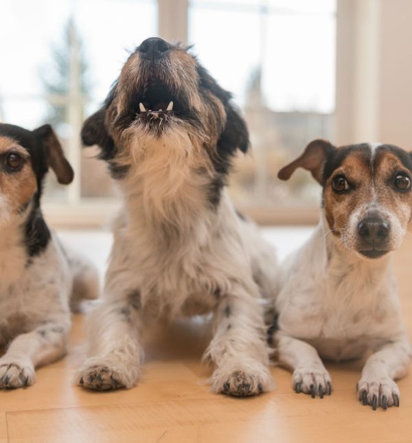 Psi nerijetko počnu zavijati na zvuk glazbe