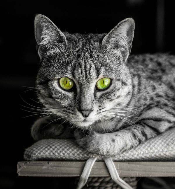 Egipatski mau ne voli samoću, nego traži društvo i pažnju