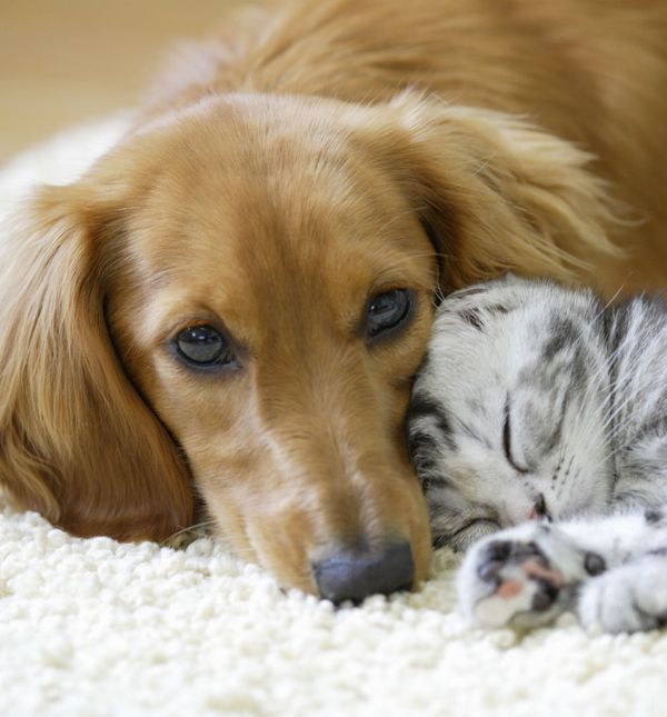 Sve više građana odlučuje se na udomljavanje psa ili mačke