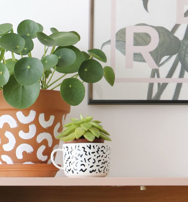 Pilea peperomioides (Kineski dolar) je biljka koja privlači energiju bogatstva i blagostanja