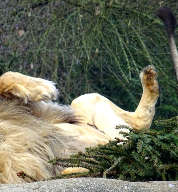 Životinje u Zoološkom vrtu Grada Zagreba razveselile su se raskićenim božićnim drvcima