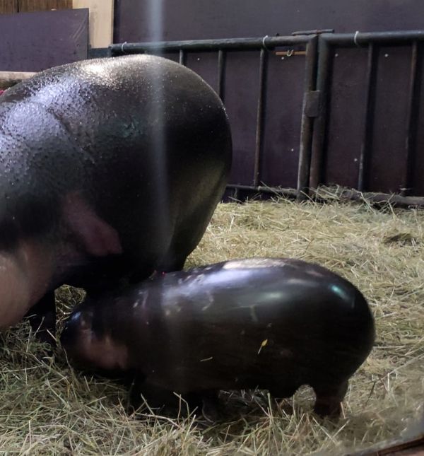 Par zagrebačkih patuljastih vodenkonja Otto i Inola dobili su mladunče koje još nema ime