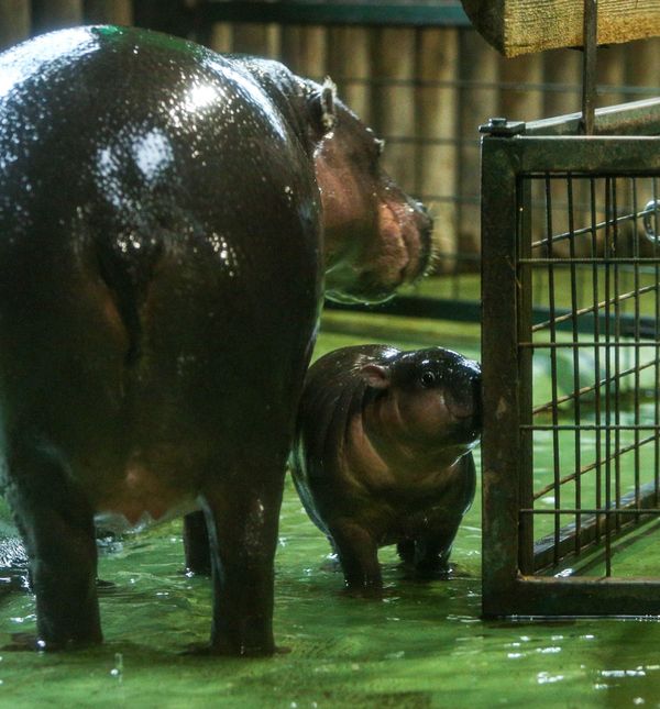 Malena patuljasta vodenkonjica iz zagrebačkog zoo vrta dobila je ime Lotta