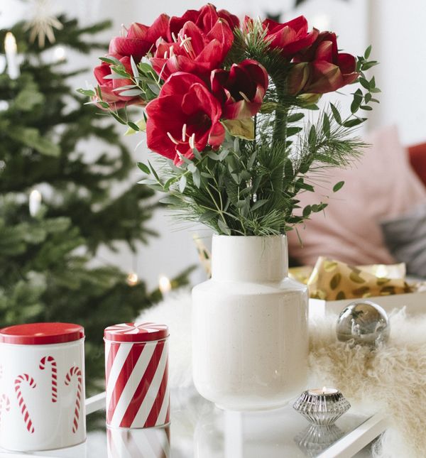 Amarilis se sadi od početka studenog pa do veljače, a cvijeta u svibnju i lipnju