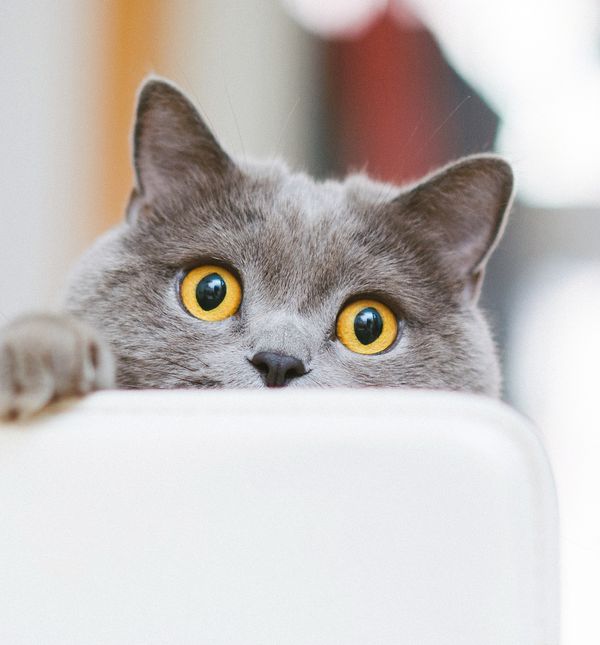 Mačke su vrlo znatiželjne i pametne životinje s lovačkim instinktima