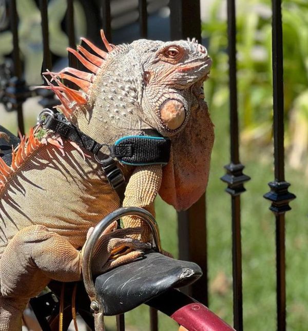 Iguana Rocket sjedi na biciklu