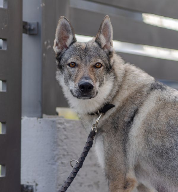 Uzgajivačnica Van Luk Wolf u Velikoj Gorici bavi se uzgojem pasmine čehoslovački vučji pas