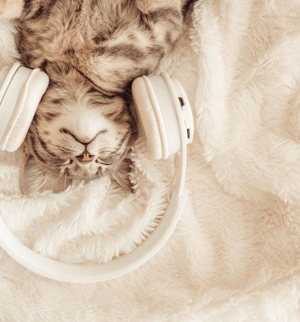 Glazba koju slušate utječe i na vaše ljubimce
