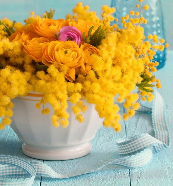 Mimoza u mnogim kulturama simbolizira ženu, slobodu, emancipaciju i osjećajnost