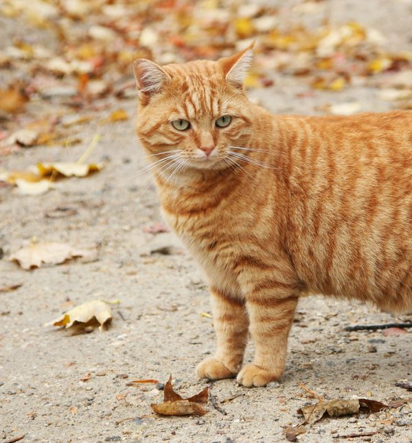 Obješena koža na trbuhu pruža dodatnu zaštitu abdominalnom području