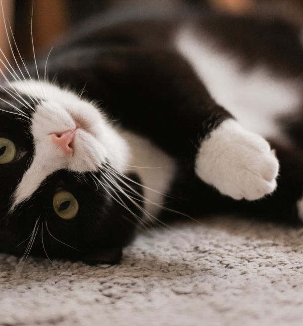 Crno-bijele mačke imaju različite nadimke - fantom, Oreo, bandit, Batman, panda, pingvin,...