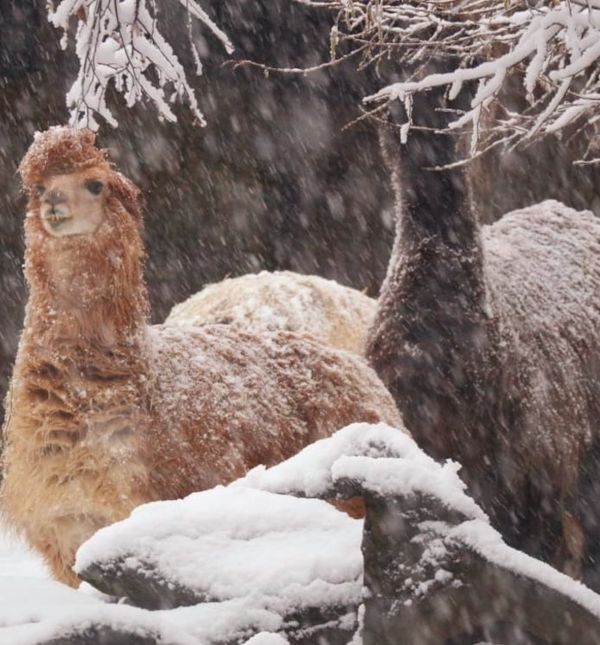 U Zoološkom vrtu Grada Zagrebu do kraja veljače održavat će se Egzotične subote
