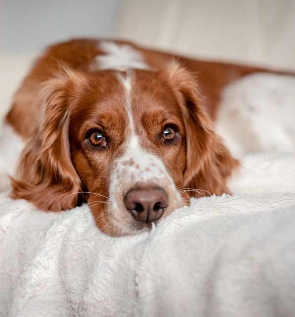 Tople, iskrene i znatiželjne pseće oči ljubitelje pasa očaravaju svojim jedinstvenim izgledom