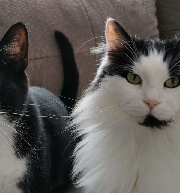 Čunki i King Arthur