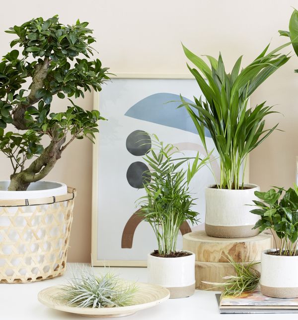 Biljka kave lijepo će se uklopiti u zeleni kutak