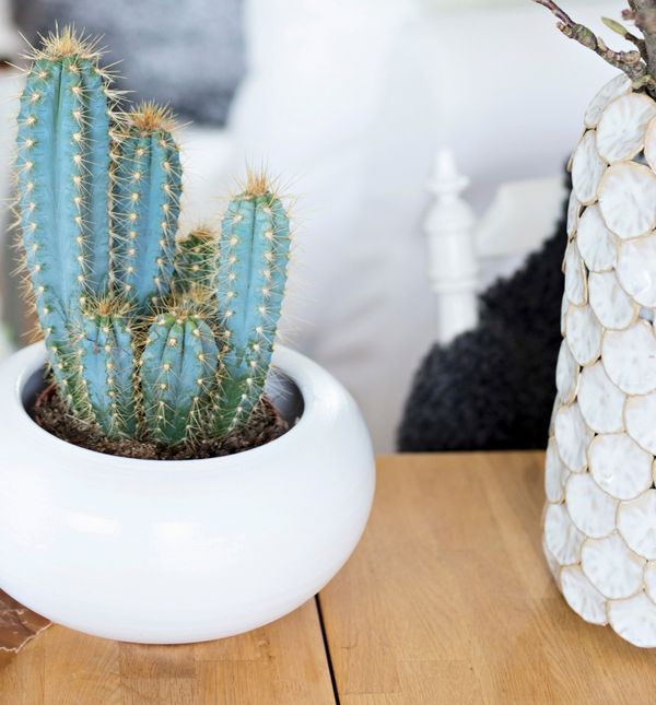 I briga o kaktusima ima svoja pravila