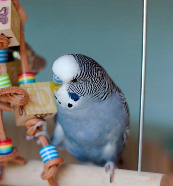 Tigrica je samostalna papigica, ali voli iskazati ljubav na posebne načine