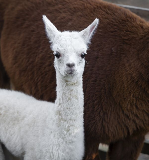 Beba alpaka došla je na svijet u osječkom zoološkom vrtu