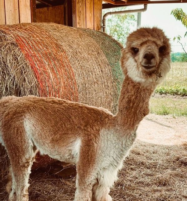 Alpaka ranč Pepito i prijatelji smjestio se u naselju Drenovec pri Bukovju u Sloveniji