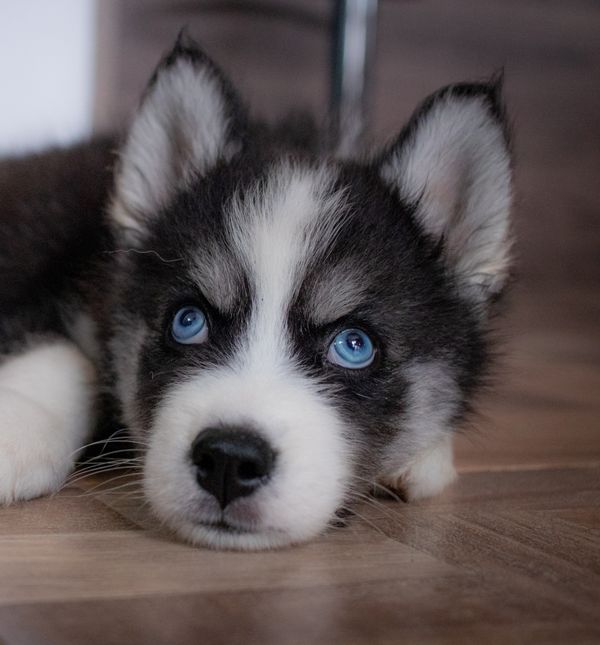 Haskiji mnoge zadivljuju svojom ljepotom i izrazito plavim očima