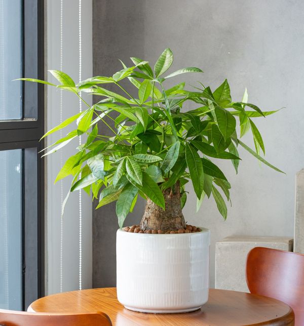 Pachira ili drvo novca