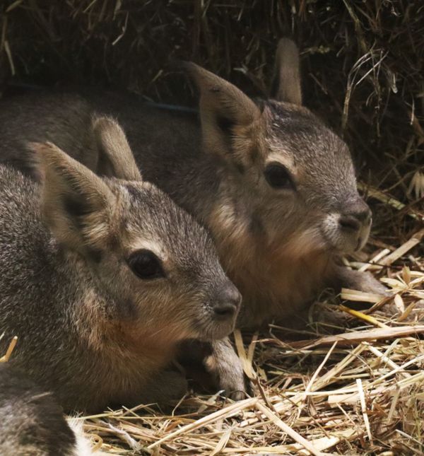 Mladunci mara iz zoo vrta Zagreb lijepo napreduju