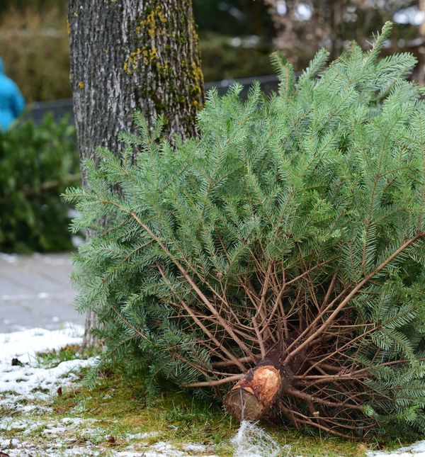 Božićno drvce ne trebate baciti nakon blagdana, možete ga iskoristiti na razne načine
