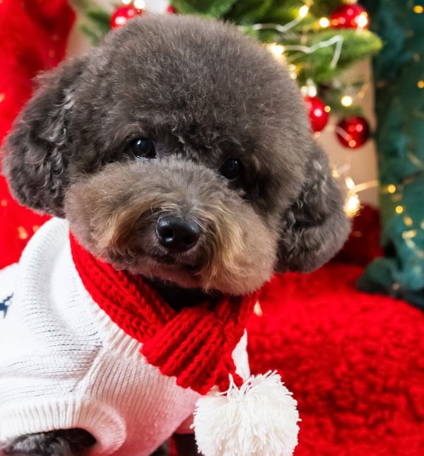 Pudle imaju dosta krzna, ali njegov izgled je varljiv jer zapravo baš i ne grije