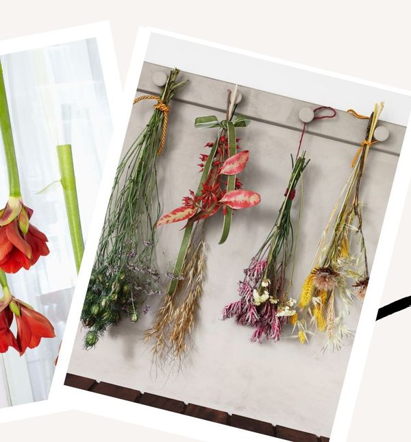 Cvijeće koje visi je divan ukras doma