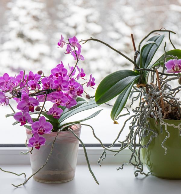 Orhideja nam daje znakove da je treba presaditi