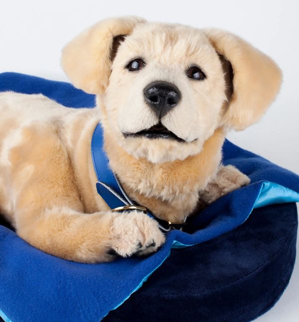 Robotski psić Jennie društvo je osobama koje boluju od Alzheimerove bolesti