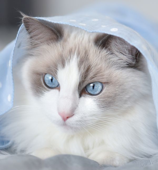 Ragdoll je maca čarobnih plavih očiju