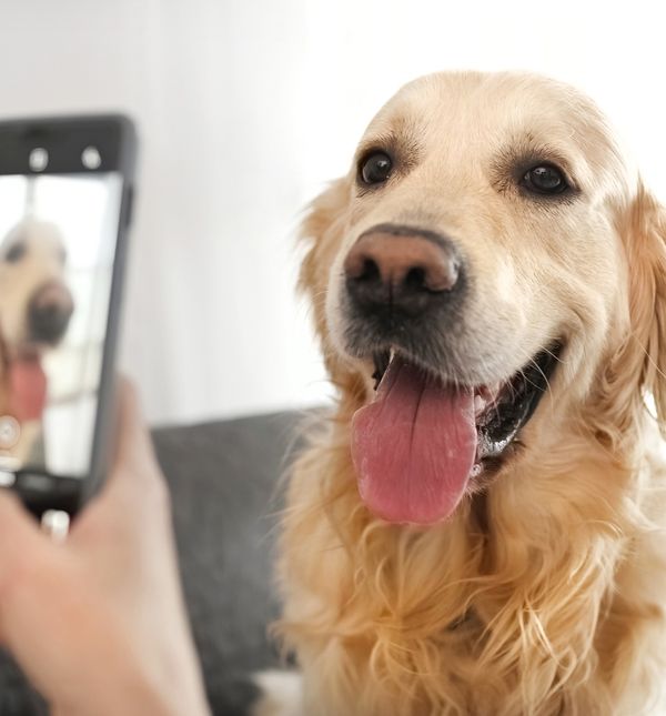 Psi su za mnoge poput članova obitelji