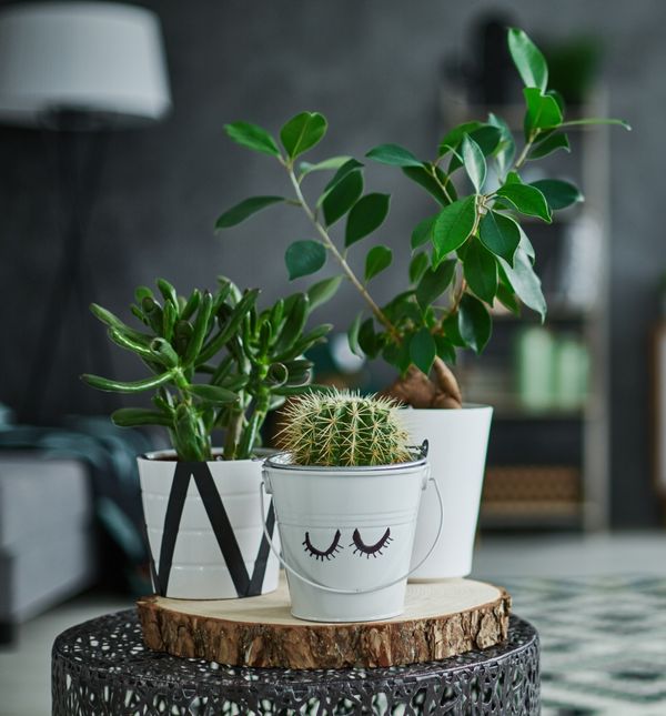 Neke biljke zahtijevaju zaista minimalno svjetlosti