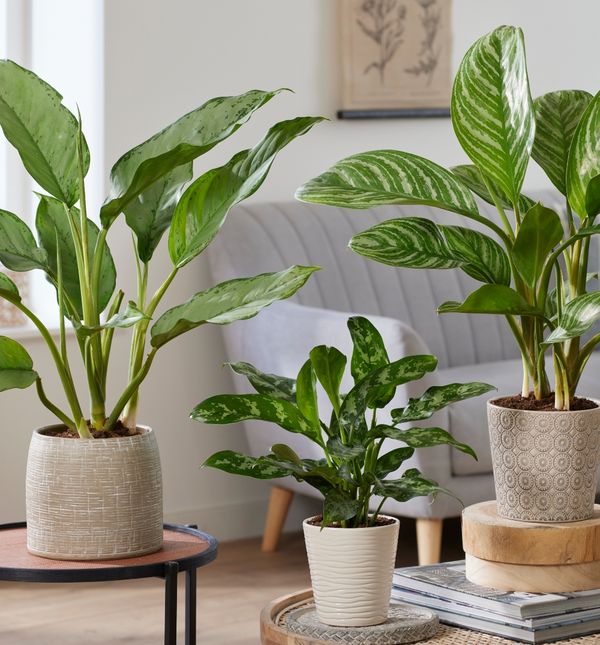 Neke biljke doista su spas za sve koji nemaju vremena