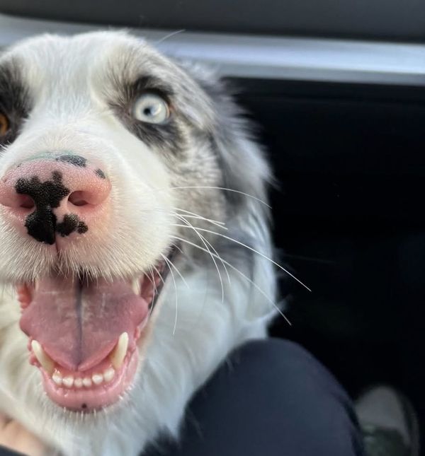 Kujica Blue koja je bila ostavljena na Autobusnom kolodvoru u Zagrebu otišla je u novi dom