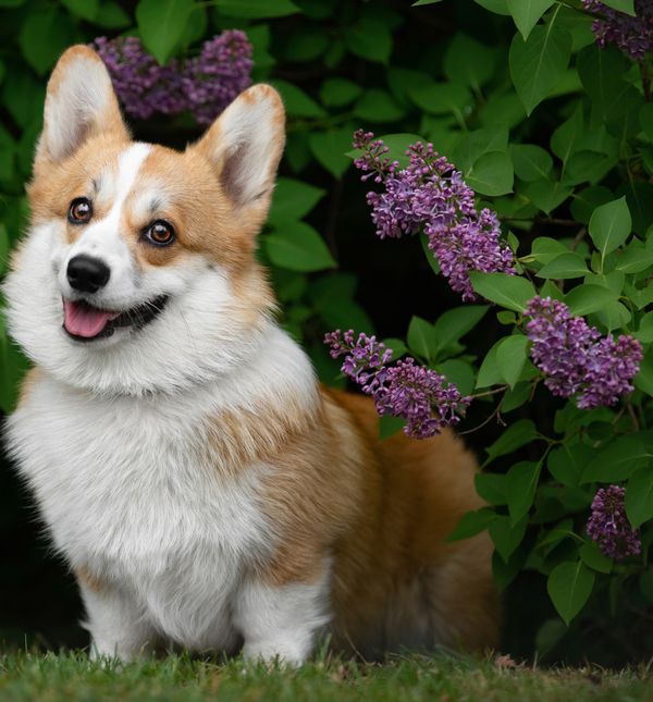 Pasminu velški korgi nitko nije više popularizirao od kraljice Elizabete II.